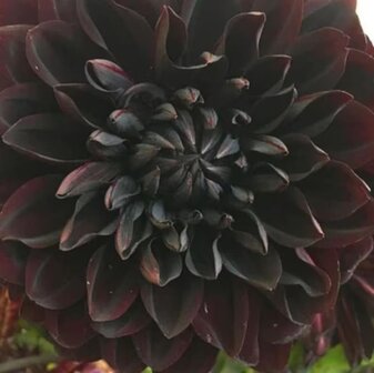 Black-Dahlia-parfum-geurolie-voor-Melts-Kaarsen