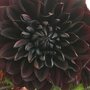 Black Dahlia  parfum geurolie voor Melts & Kaarsen